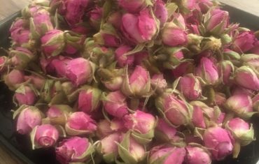 rosebud supplier, rosebud suppliers, rosebud for sale, rosebud wholesalers, rosebud sellers, iranian rosebud supplier, iranian rosebud suppliers, iranian rosebud, iranian rosebud for sale, Iran rosebud, Iran rosebud suppliers