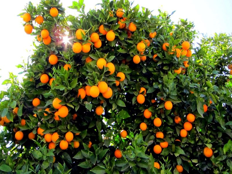 orange supplier, orange suppliers, orange wholesalers, iran orange supplier, iran orange suppliers, iranian orange suppliers, orange wholesalers in iran, iran orange wholesalers
