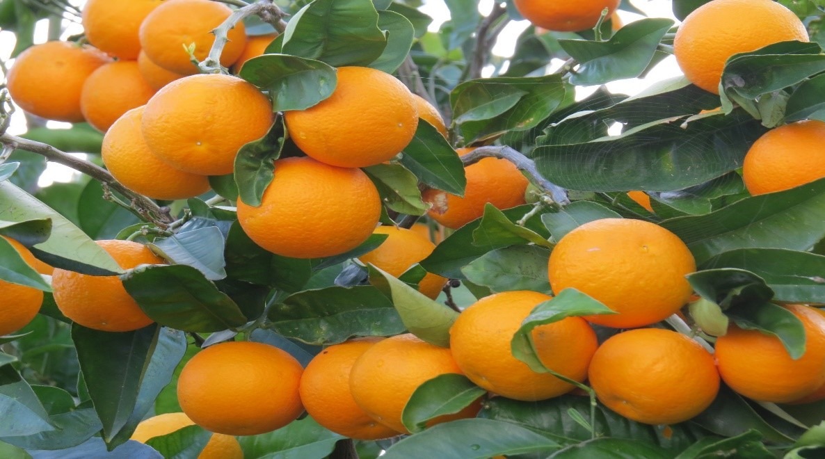 Orange Supplier | Kala Sepid Tarabar - International Trading Company