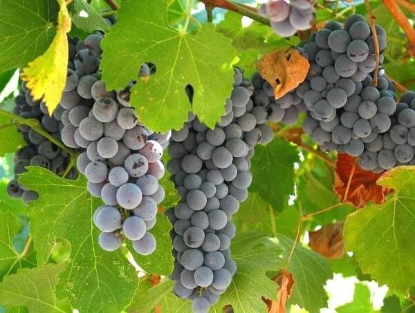 grapes supplier, grapes wholesalers, grapes wholesale, iran grapes supplier, iranian grapes, iranian grapes supplier, grapes suppliers in iran, grapes wholesalers in iran
