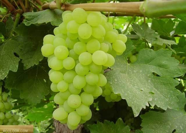 grapes supplier, grapes wholesalers, grapes wholesale, iran grapes supplier, iranian grapes, iranian grapes supplier, grapes suppliers in iran, grapes wholesalers in iran